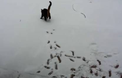 Ostavljala tragove: Maca Sophie prvi put vidjela snijeg