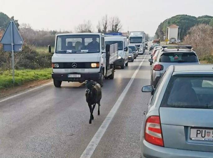 Crna koza zaustavila promet i stvorila velike kolone i gužvu