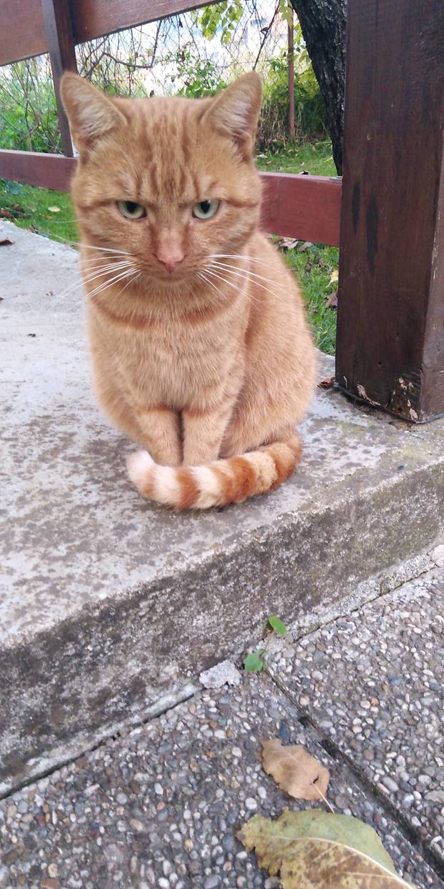 SUPER FOTKE vaših ljubimaca! Neki bi mogli biti viralni hit, ali svi su jednostavno neodoljivi