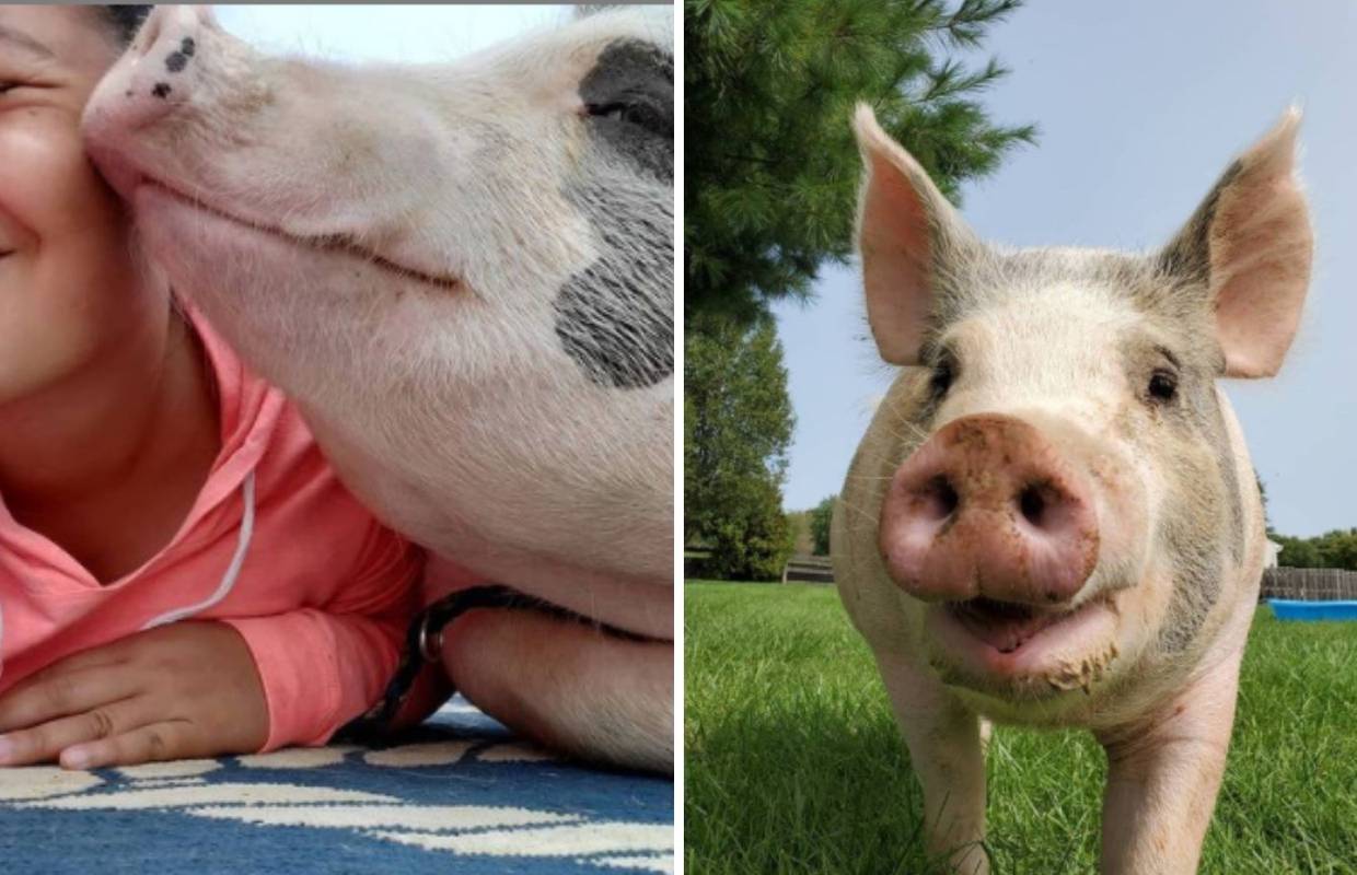 Iako je veterinar savjetovao eutanaziju, ova svinja je pronašla svoj dom i preživjela
