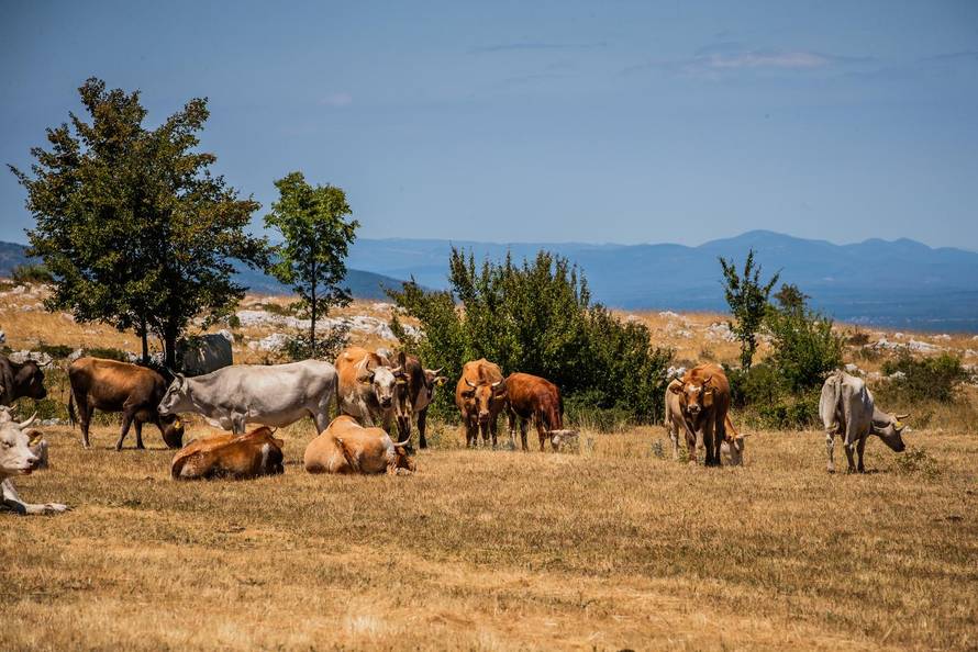 Gornje Maovice: Mjesto gdje je potvrđen slučaj bedrenice