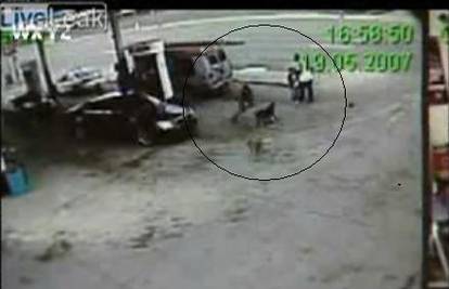 Kamera snimila napad pit bulla na malog dječaka  