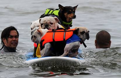 Psi se natjecali u surfanju, ove godine ih je bilo čak više od 40