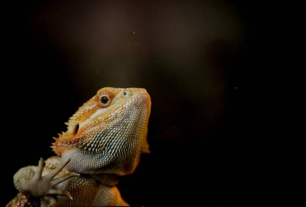 Zagreb: Emilija i Amer Alaydi otvorili su kafić Animal caffe