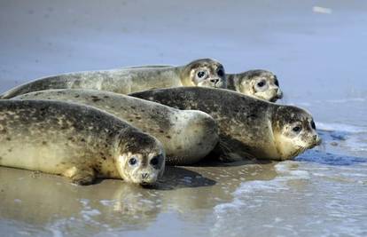 U Sjeverno more pušteno pet mladih tuljana