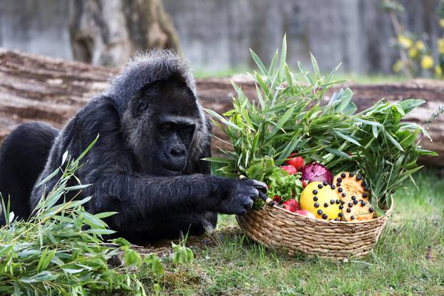 Fatou the Western lowland gorilla celebrates her 68th birthday in Berlin