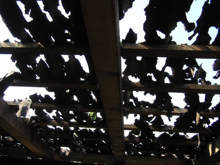 Maja Vukina Bogović