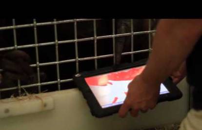 SAD: Orangutani u zoološkom vrtu oduševljeni su s iPadom