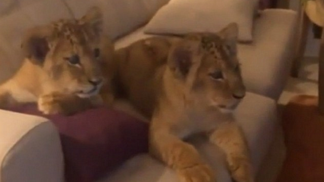 Ni oni ne mogu odoljeti: Slatki lavići guštaju u - Kralju lavova