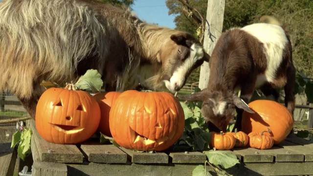 Životinje u Engleskoj se pripremaju za Noć vještica: Uživali su u slasticama