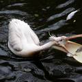 Pelikani u Nacionalnom parku u Mauritaniji zarazili se ptičjom gripom: Stotine ih je uginulo...