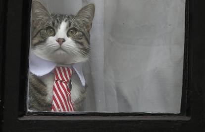 Ima kombinacije za sve prilike: Assangeov mačak nosi kravatu