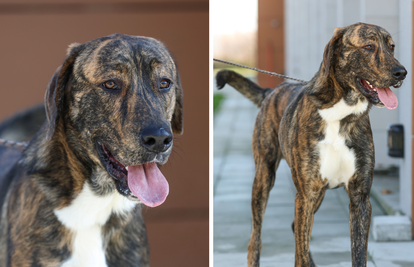 FOTO Dobroćudan div Plot traži obitelj koja ga neće napustiti. Našli ga vezanog uz Spomengaj