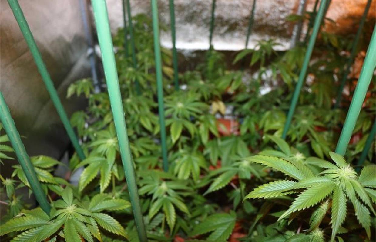Pregled auta doveo policajce do šest laboratorija za uzgoj trave