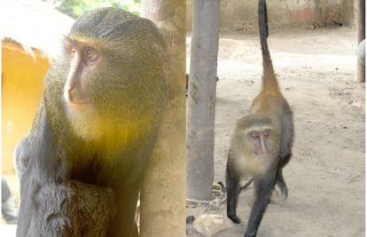 Novu vrstu majmuna s velikim 'ljudskim' očima otkrili u Africi