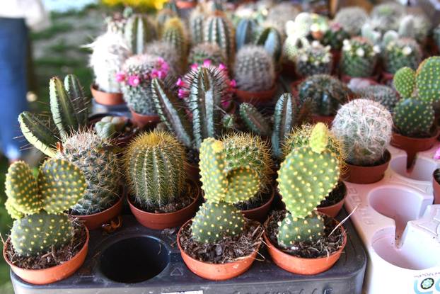 Obilježavanje Dana grada Križevaca uljepšano je cvjetnom manifestacijom "Križevci u cvijeću"