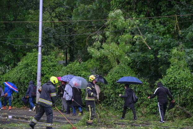 Zagreb: Palo stablo na Maksimirskoj, blokiran promet, vatrogasci na terenu