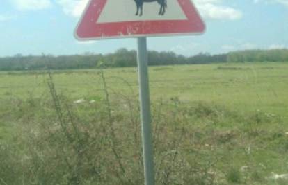 Vozači, oprez! U ovom mjestu krave mogu letjeti padobranom