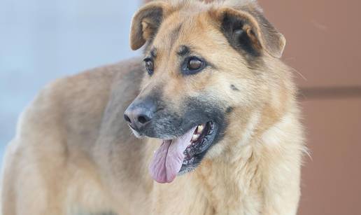 FOTO Loli (9) preminuo je vlasnik. Sada tra&zcaron;i novog: 'Da mo&zcaron;e, plakala bi nad sudbinom'