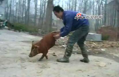 Kineski farmer naučio svinju da hoda na prednjim nogama