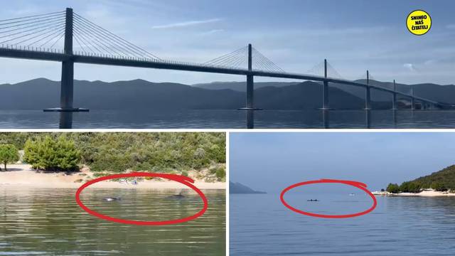 VIDEO Snimio igru dupina ispod Pelješkog mosta: 'Pratio sam ih sve od Kleka pa do Komarne...'
