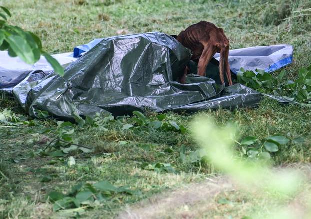 24sata Vanici: Zbog zanemarivanja uginulo vi&scaron;e pasa