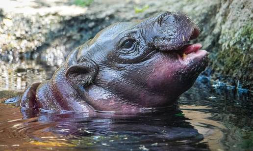 Prvo mladunče patuljastoga vodenkonja u ZOO-u San Diego nakon više od 30 godina