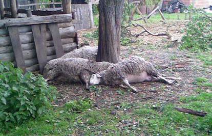 Slatina: Grom udario u šljivu i ubio četiri ovce