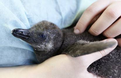 Dobro napreduje: Zoo u Rusiji dobio prvog afričkog pingvina 