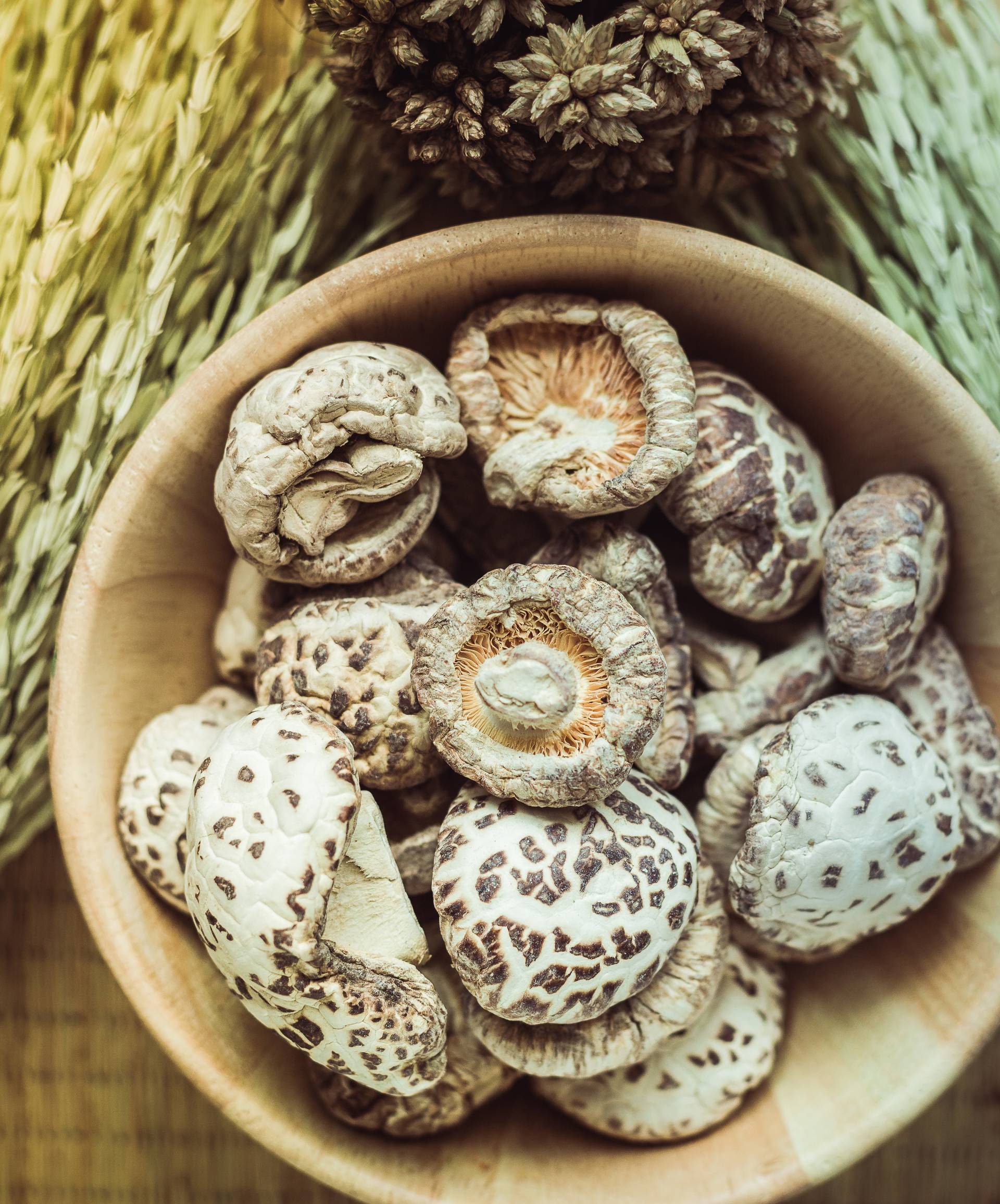 Moćne kineske gljive protiv tumora i upala - reishi, shiitake