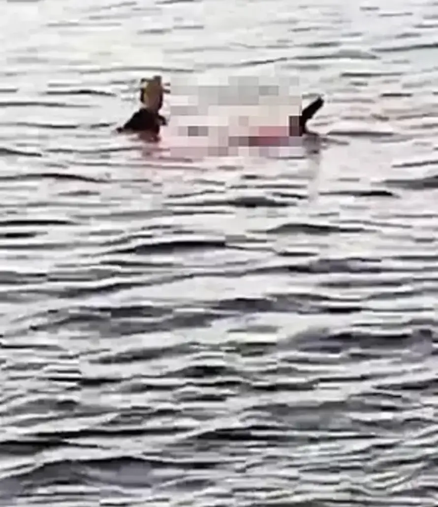 Minutu prije tragedije u Egiptu turisti upozorili spasioce da ima morskih pasa: 'Smijali su se'