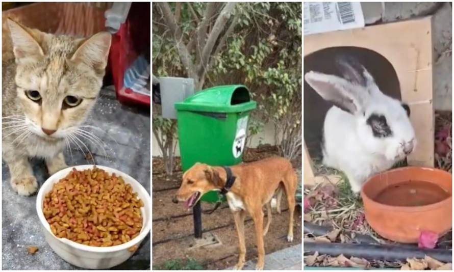 Strašno! Influenceri bježe iz Dubaija pa ostavljaju ljubimce: 'Vežu ih za stup, puštaju u park'