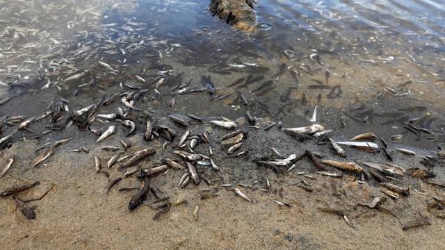 Dead fish on the shores of Murcia's Mar Menor