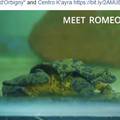Romeo i Julija: Najusamljeniji žabac na svijetu ima 'djevojku'