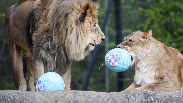Zagreb: Životinje u zoološkom vrtu razveselile su se pisanicama