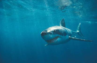 Morski psi se kreću poput kaotičnog gibanja atoma