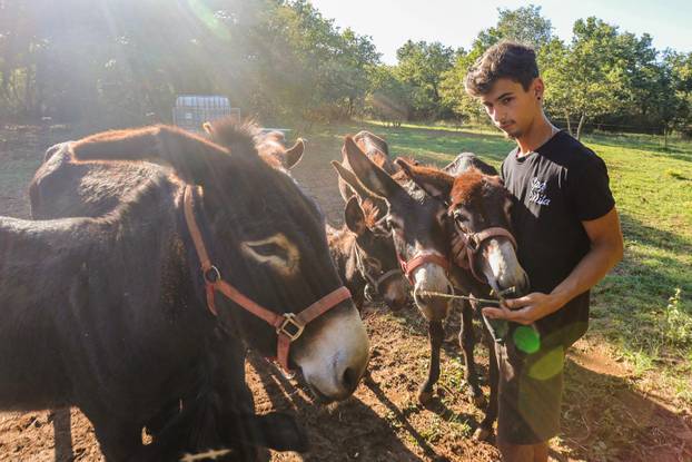 Vodnjan: Za Naj kozu 2025. godine izabrana je koza Jelena, vlasnika Mattea Muškovića 