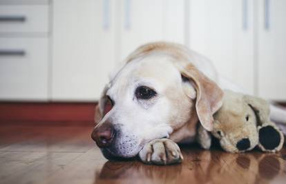 Razvedenom paru argentinski sud dodijelio zajedničku skrb za pse: 'Bivši ga hrani pohancima'