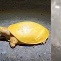 U Indiji poljoprivrednik otkrio rijetku žutu albino kornjaču
