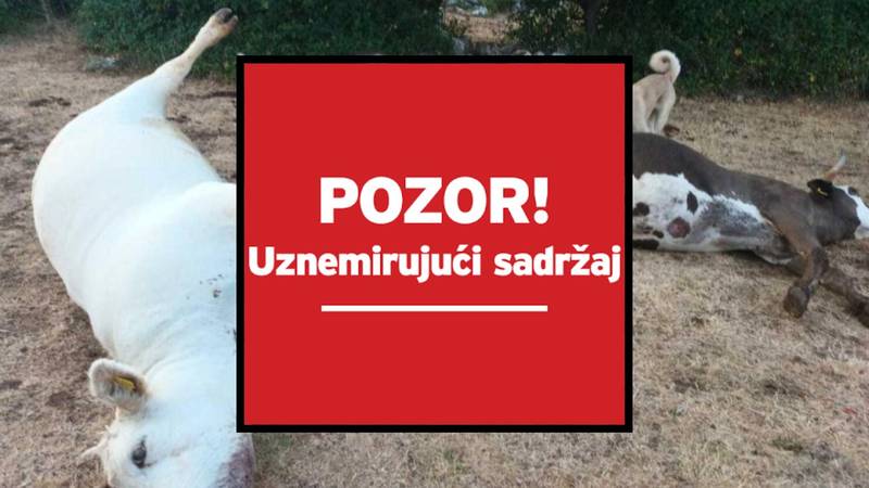 Skandal! Otkriven je uzrok masovnog pomora krava kod Vrlike: Riječ je ipak o bedrenici?