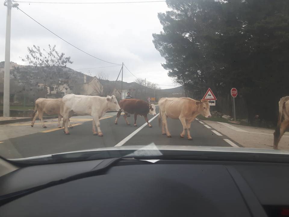 Na cestu izletjelo stado krava: Muuu, čekaj da prvo ja prođem
