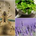 Pauke držite podalje od doma: Ovo su biljke koje mogu pomoći