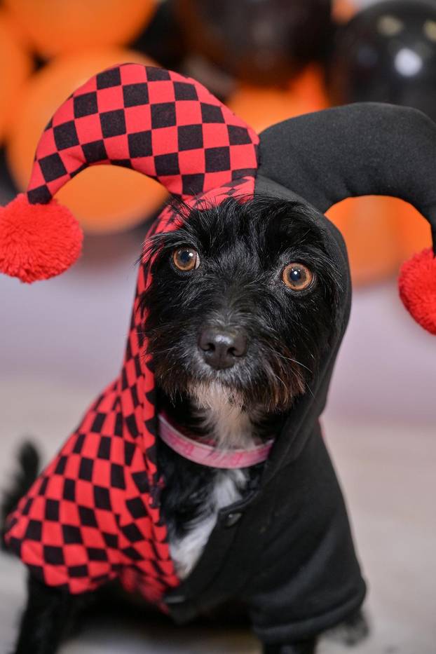 Sklonište u Dumovcu poziva na posebno jesensko udomljavanje pasa i mačaka