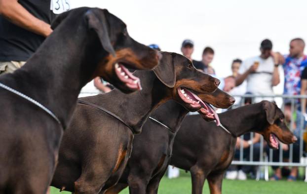 Velika Gorica bila je doma&cacute;in Svjetskog prvenstva pasmine doberman, stiglo je 400 pasa iz cijelog svijeta