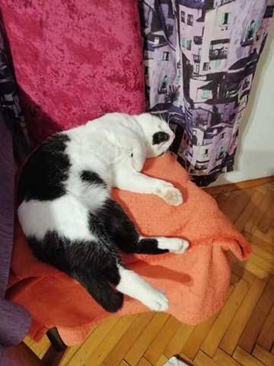 Evo, i mačak Lučki vam svima poručuje: 'Svi ostanite doma!'