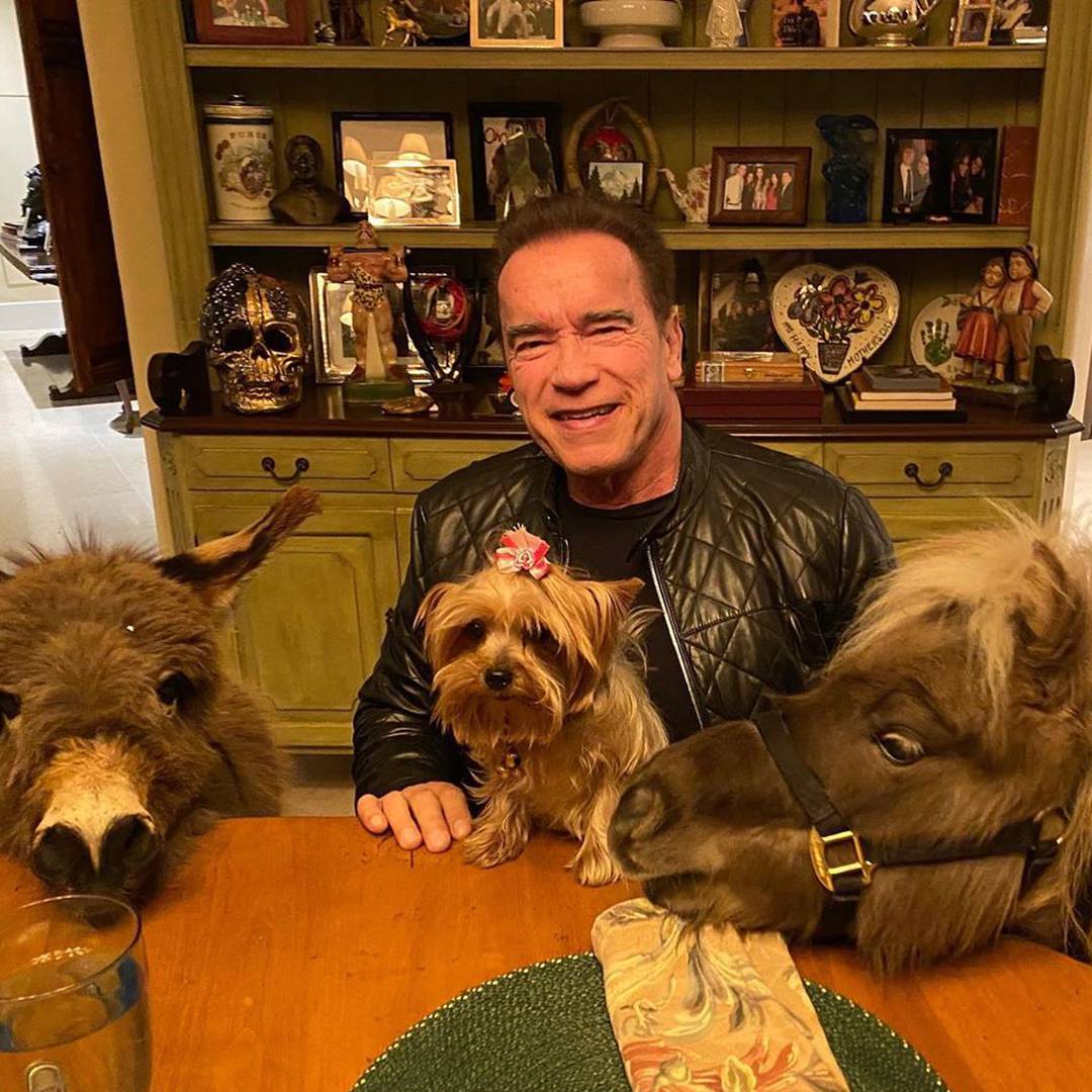 'Terminator' obožava životinje: Na posao vodi magarca i ponija