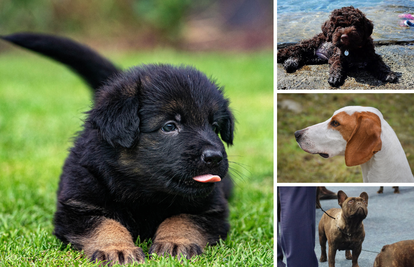 Ekskluzivno donosimo preciznu top listu 30 najpopularnijih pasmina pasa u Hrvatskoj!