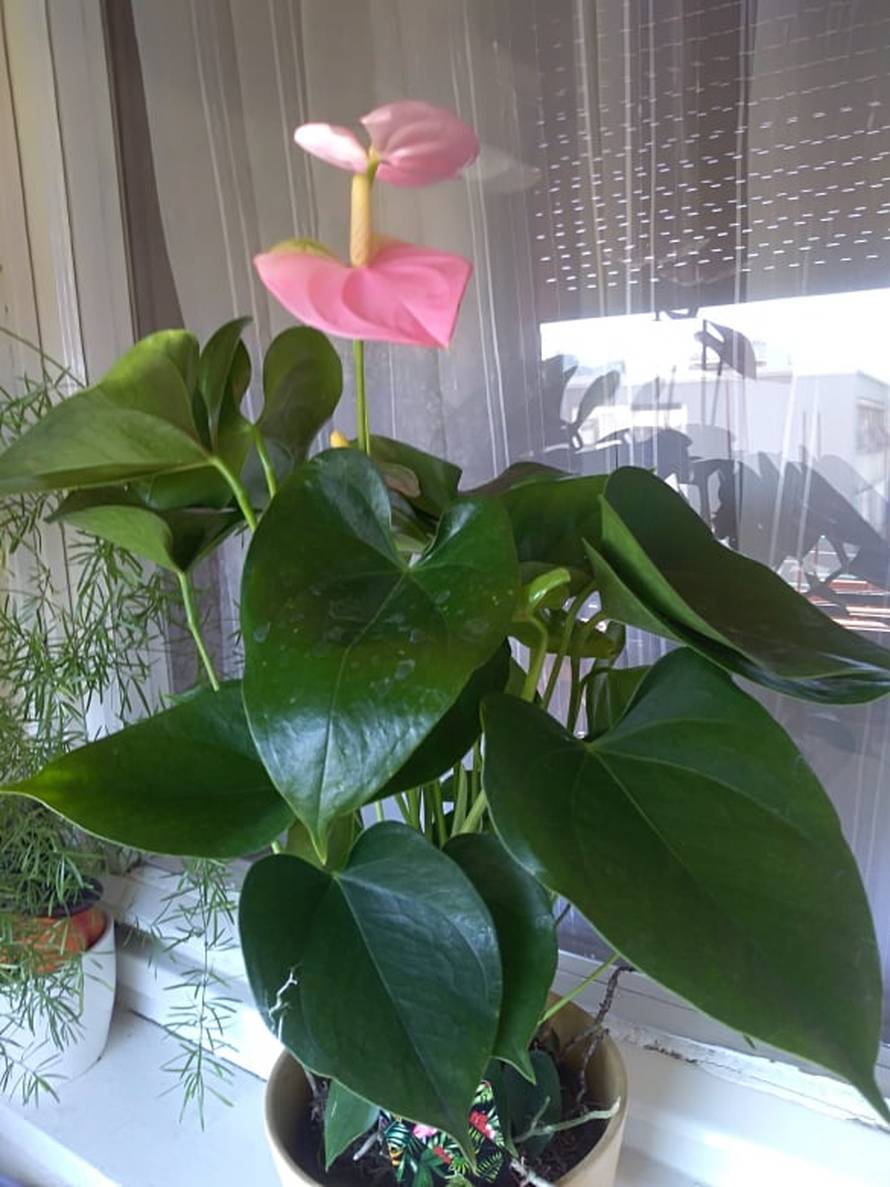 Za 70. rođendan poželjela mali buketić: Zasuli su me cvijećem