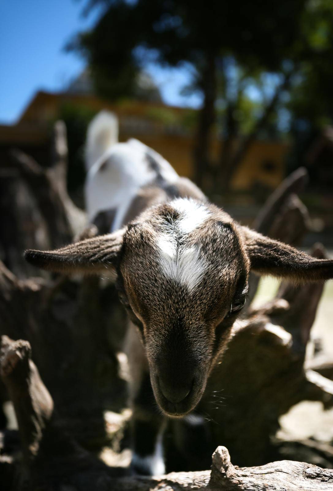 U Zoološki vrt u Zagrebu stigle dvije prinove patuljastih kozlića