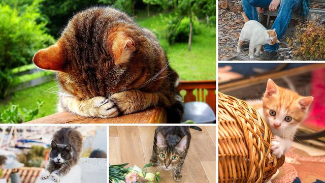 Prepoznatje govor tijela kod mačke: Što znači podizanje stražnjice, položaj ušiju, repa...